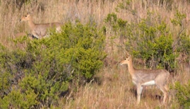 Breakaway Trails, Rouxville Free State